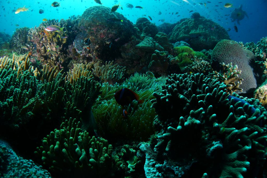 #FUN, #Coral, #Fish awareness  - *DUMAGUETE, PHL - Chapel@APO Island