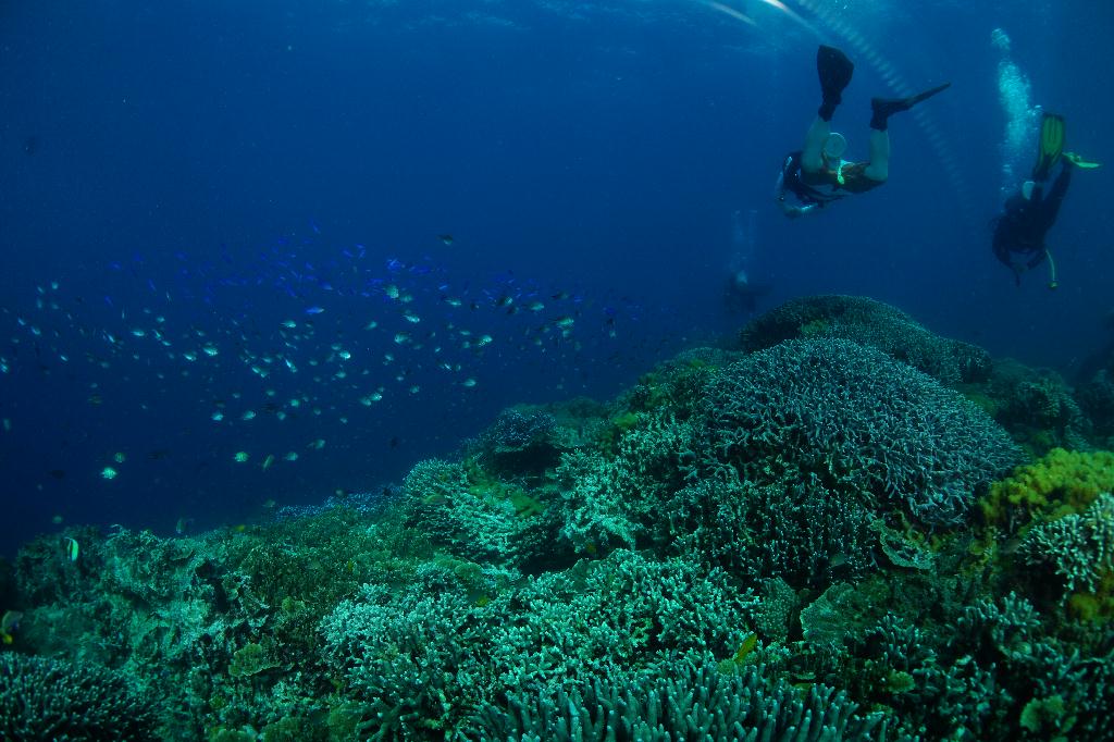 #FUN, #Coral, #Fish awareness  - *DUMAGUETE, PHL - Chapel@APO Island