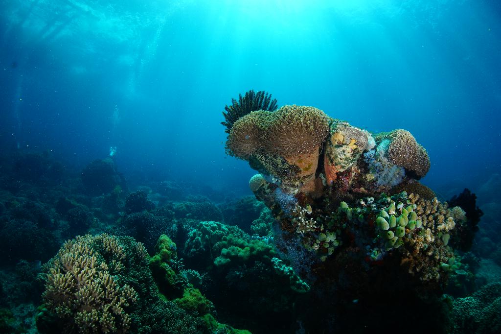 #FUN, #Coral, #Fish awareness  - *DUMAGUETE, PHL - Largahan@APO Island