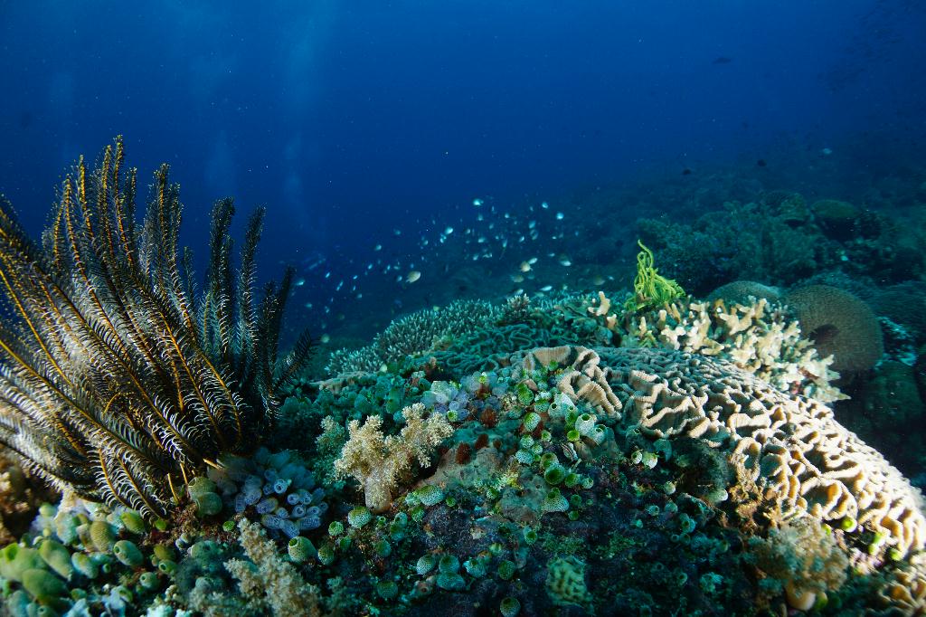 #FUN, #Coral, #Fish awareness  - *DUMAGUETE, PHL - Rock West@APO Island