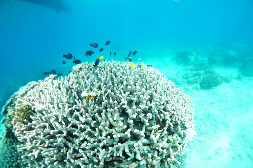 #FUN, #Coral, #Fish awareness  - *DUMAGUETE, PHL - Katipanan@APO Island