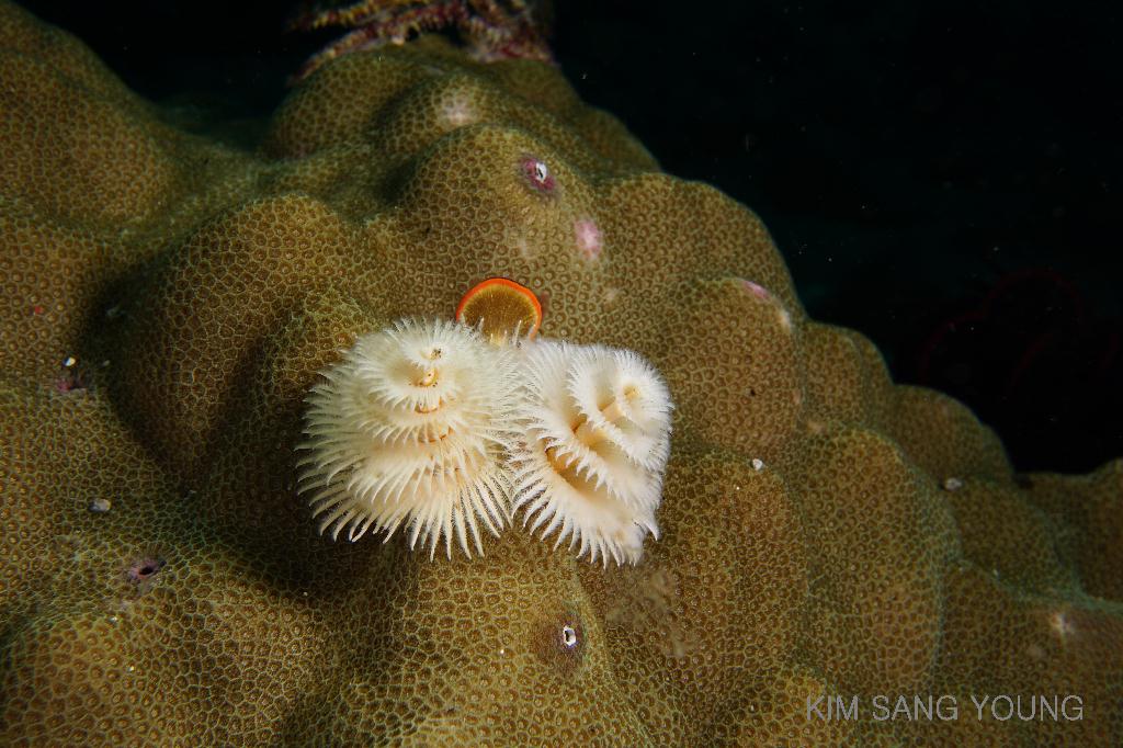 #FUN, #Coral, #Fish awareness, #Muck - *DUMAGUETE, PHL - Masaplod Sanctuary@Dauin Beach
