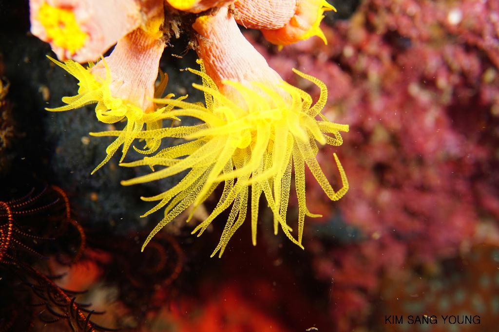 #FUN, #Coral, #Fish awareness, #Muck - *DUMAGUETE, PHL - Dauin North@Dauin Beach