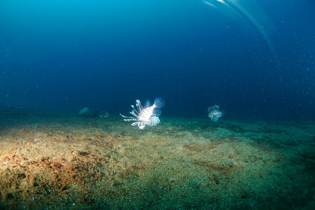 #FUN, #Coral, #Fish awareness  - *DUMAGUETE, PHL - Largahan@APO Island