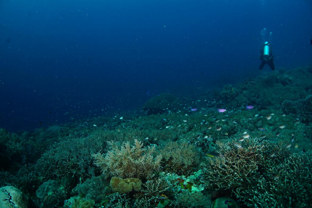 #FUN, #Coral, #Fish awareness  - *DUMAGUETE, PHL - Rock West@APO Island