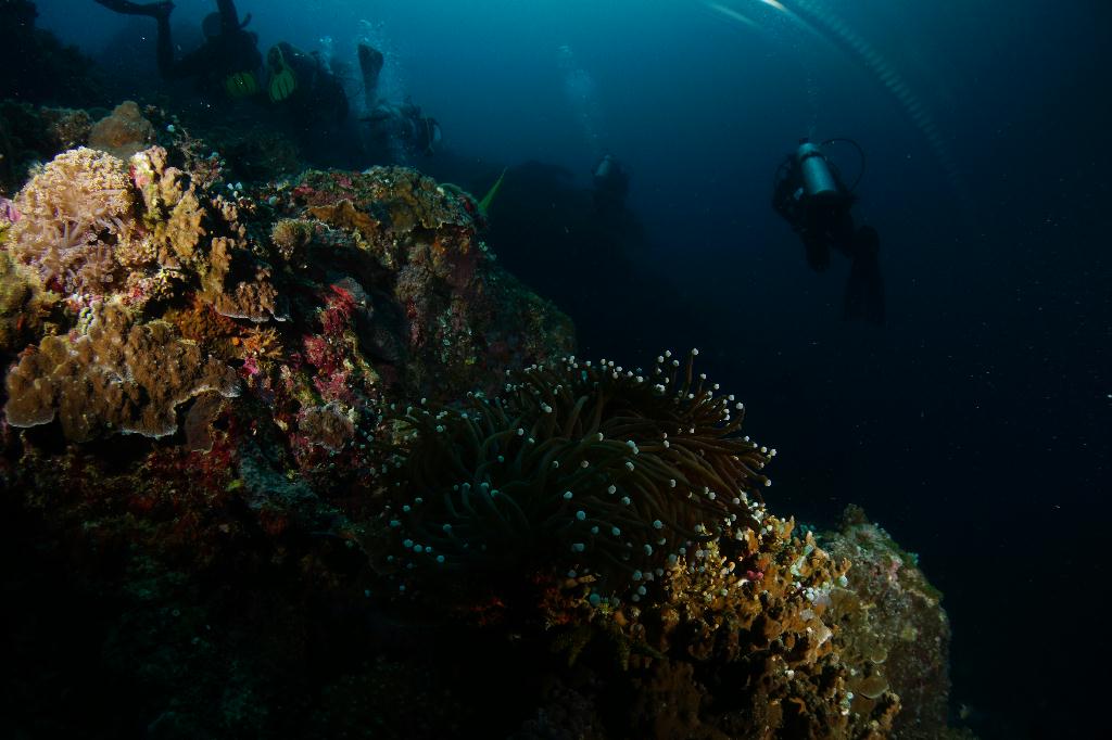 #FUN, #Coral, #Fish awareness  - *DUMAGUETE, PHL - Rock West@APO Island