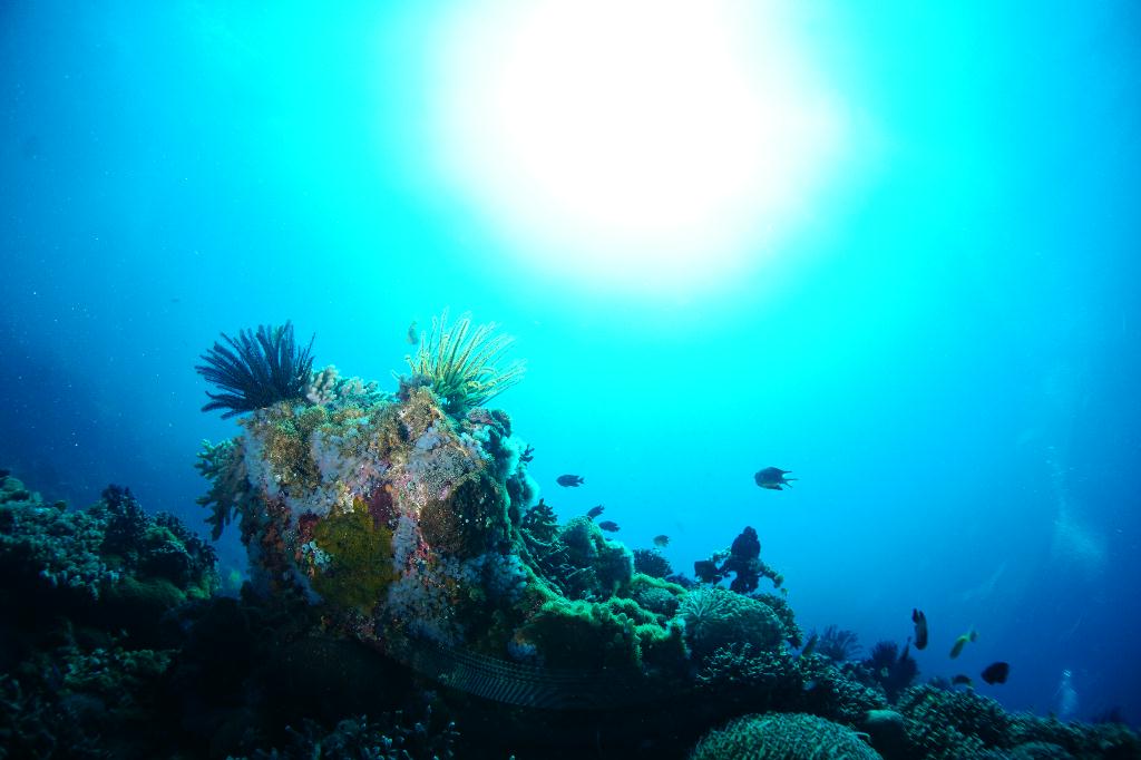 #FUN, #Coral, #Fish awareness  - *DUMAGUETE, PHL - Largahan@APO Island
