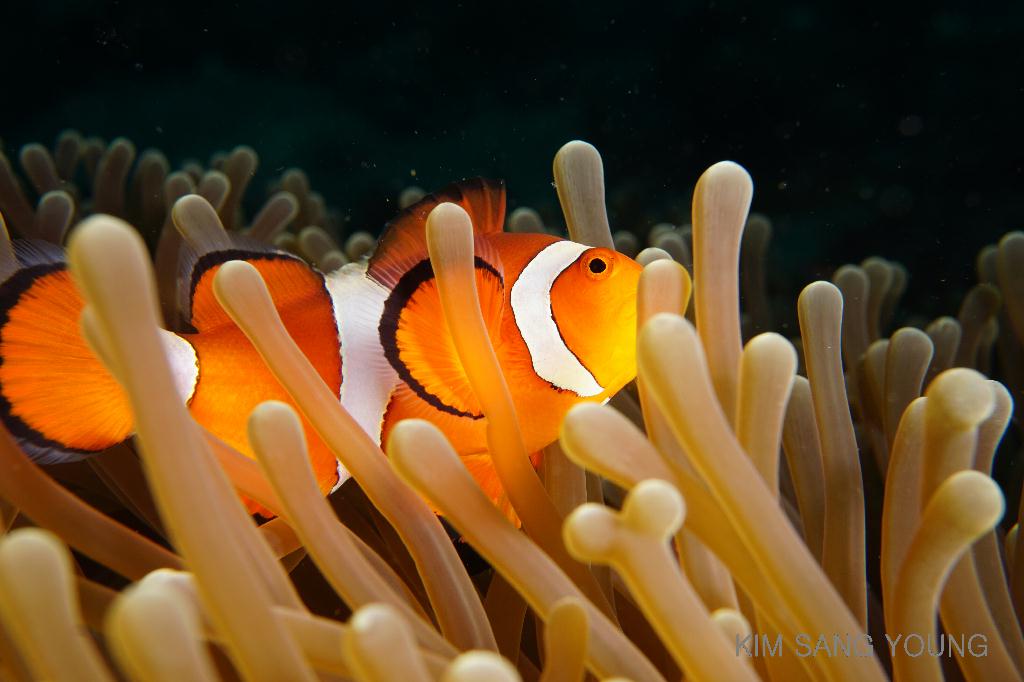 #FUN, #Coral, #Fish awareness  - *DUMAGUETE, PHL - Masaplod Sanctuary@Dauin Beach