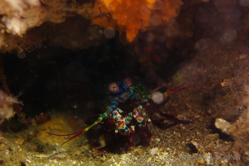 #FUN, #Coral, #Fish awareness, #Muck - *DUMAGUETE, PHL - Dauin South@Dauin Beach