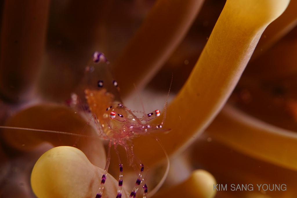 #FUN, #Coral, #Fish awareness, #Muck - *DUMAGUETE, PHL - Dauin South@Dauin Beach