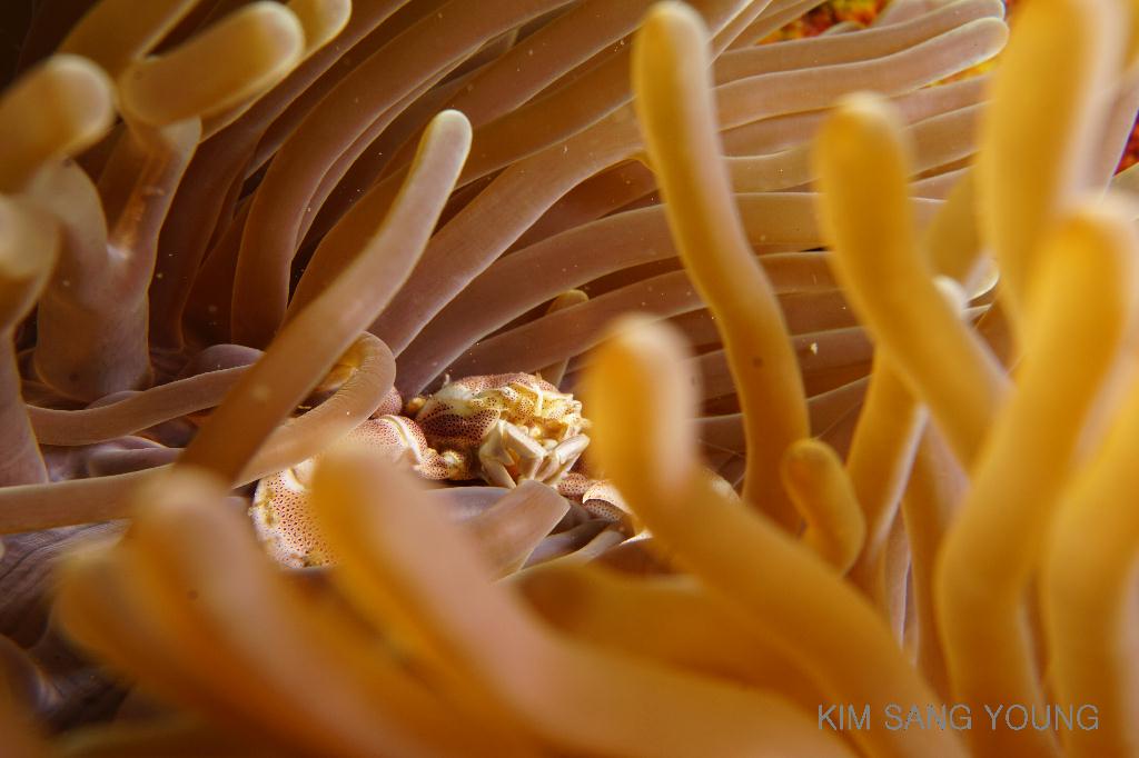 #FUN, #Coral, #Fish awareness, #Muck - *DUMAGUETE, PHL - Masaplod Sanctuary@Dauin Beach