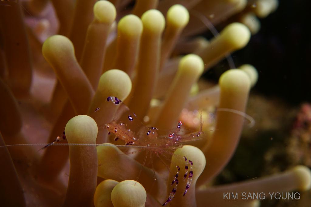 #FUN, #Coral, #Fish awareness, #Muck - *DUMAGUETE, PHL - Dauin South@Dauin Beach