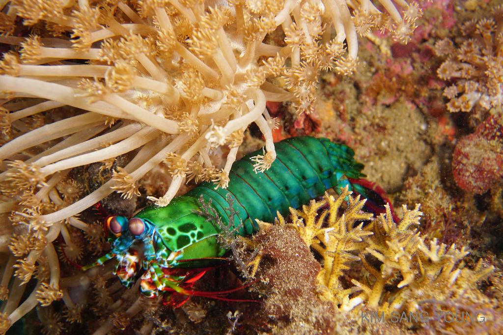 #FUN, #Coral, #Fish awareness, #Muck - *DUMAGUETE, PHL - Dauin South@Dauin Beach