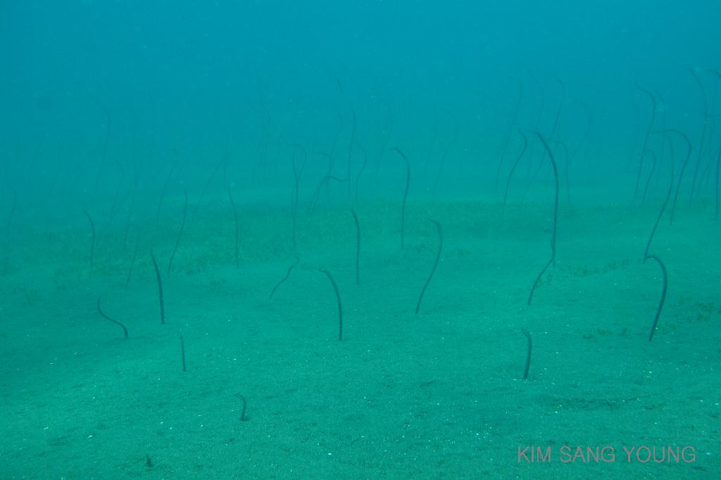 #FUN, #Coral, #Fish awareness, #Muck - *DUMAGUETE, PHL - Dauin South@Dauin Beach