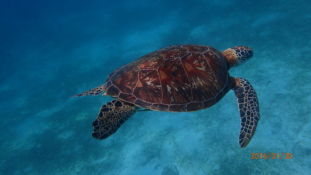 斷層潛水觀光 - Bohol-panglao - Balicasag