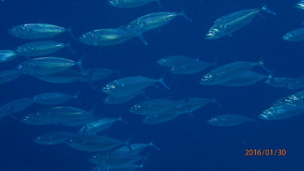 斷層潛水觀光 - Bohol-panglao - Balicasag