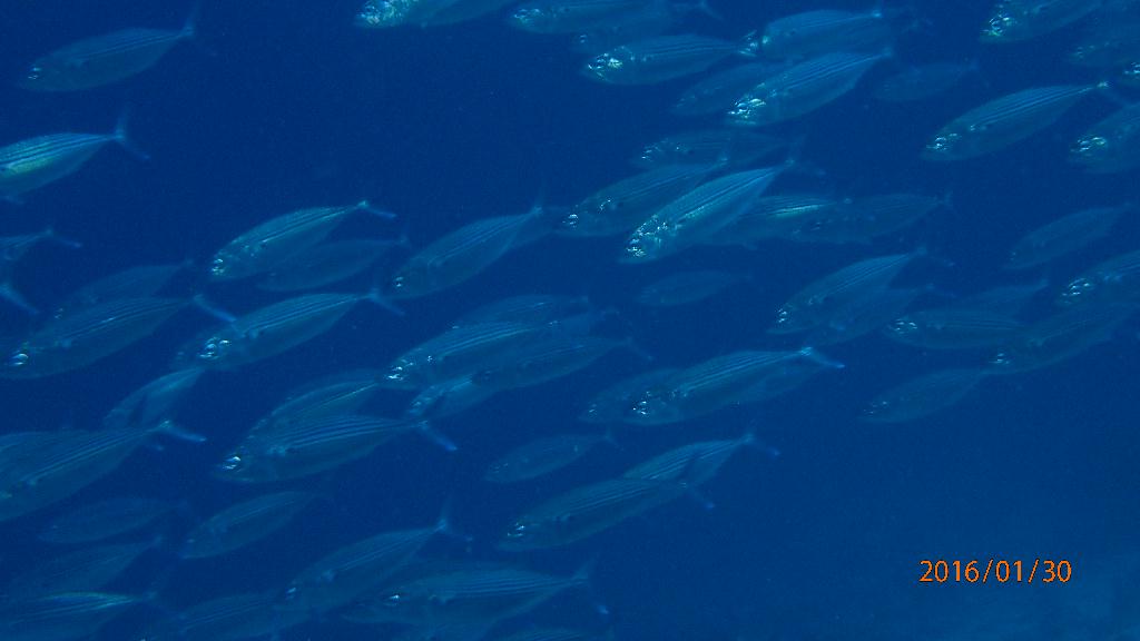 斷層潛水觀光 - Bohol-panglao - Balicasag