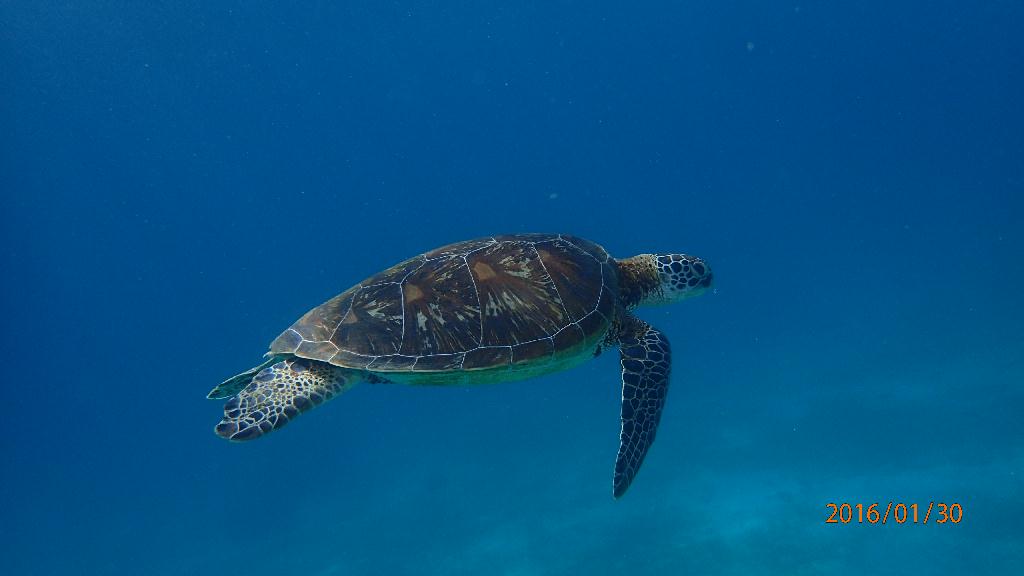 斷層潛水觀光 - Bohol-panglao - Balicasag