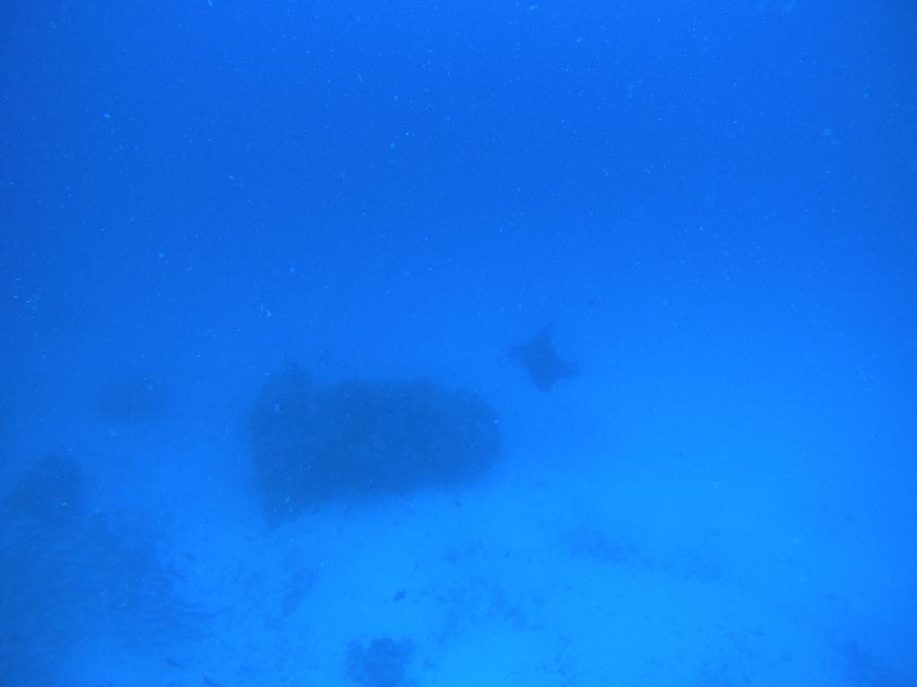 팔라우 다이빙 3일차 - Palau - Grass Island