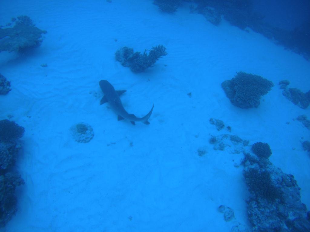 팔라우 다이빙 3일차 - Palau - Grass Island