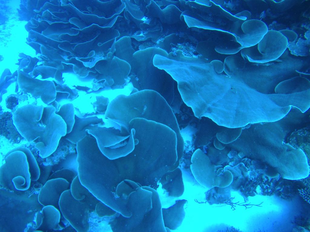 팔라우 다이빙 1일차 - Palau - Ulong Channel