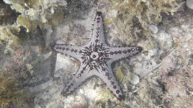 두번째 바다 이야기 - 필리핀 세부 - 막탄 제이다이브