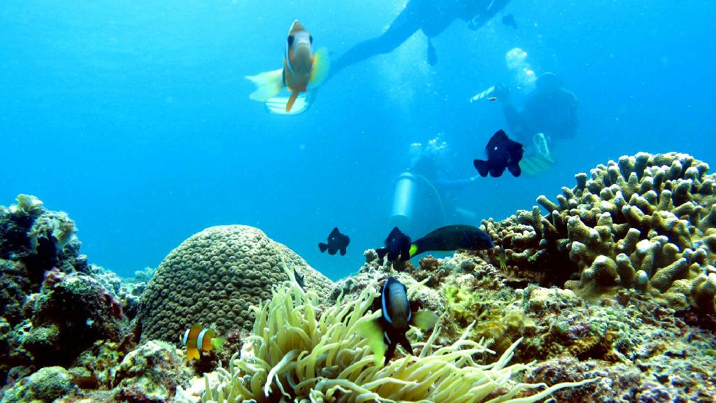 두번째 바다 이야기 - 필리핀 세부 - 막탄 제이다이브