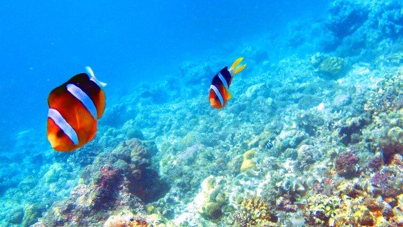 두번째 바다 이야기 - 필리핀 세부 - 막탄 제이다이브