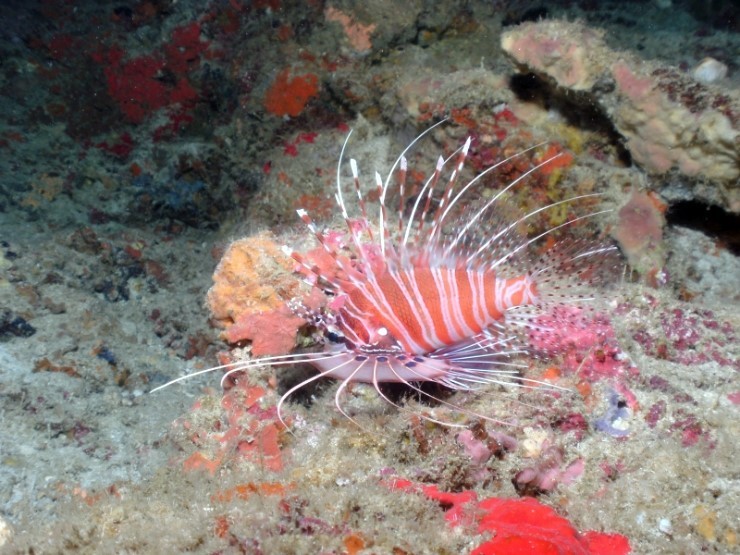 펀다이빙 - 필리핀 모알보알 블루스타 리조트 - 페스카도르(서)