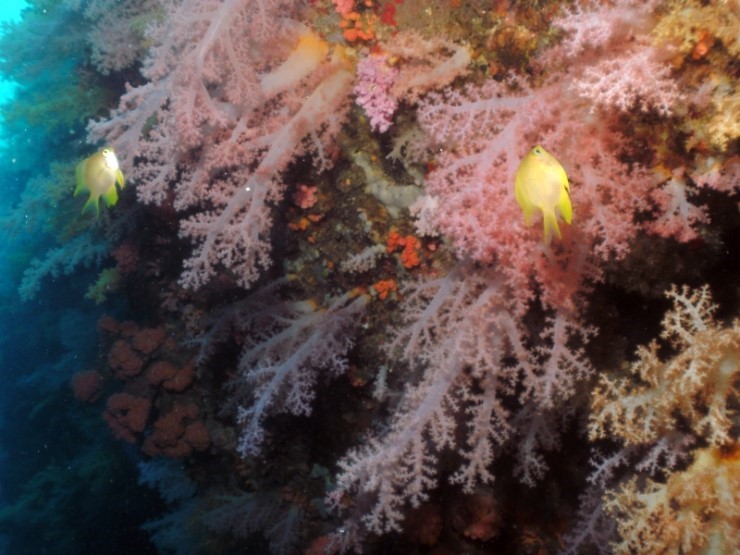 펀다이빙 - 필리핀 모알보알 블루스타 리조트 - 페스카도르(서)