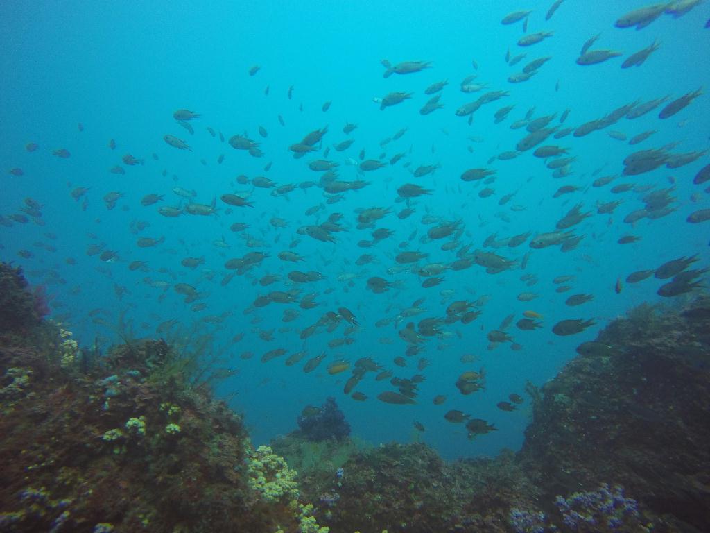 FUN DIVING - 제주 섶섭 볼레낭개 - 섶섬 동쪽모서리
