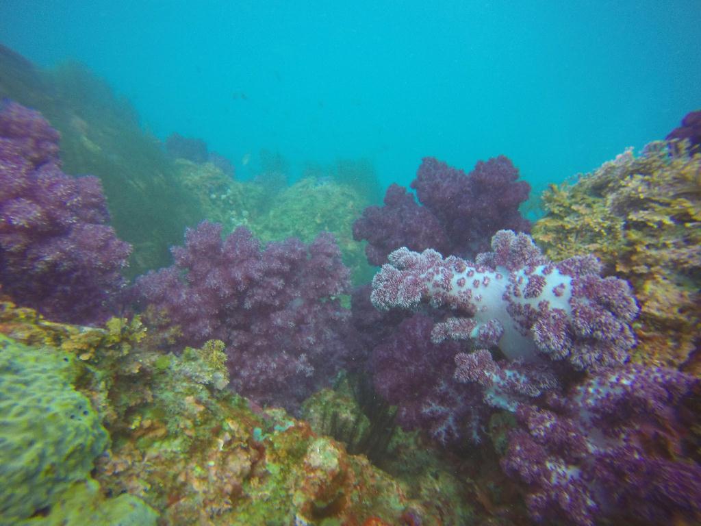 FUN DIVING - 제주 서귀포 볼레랑개 - 섶섬 1코스