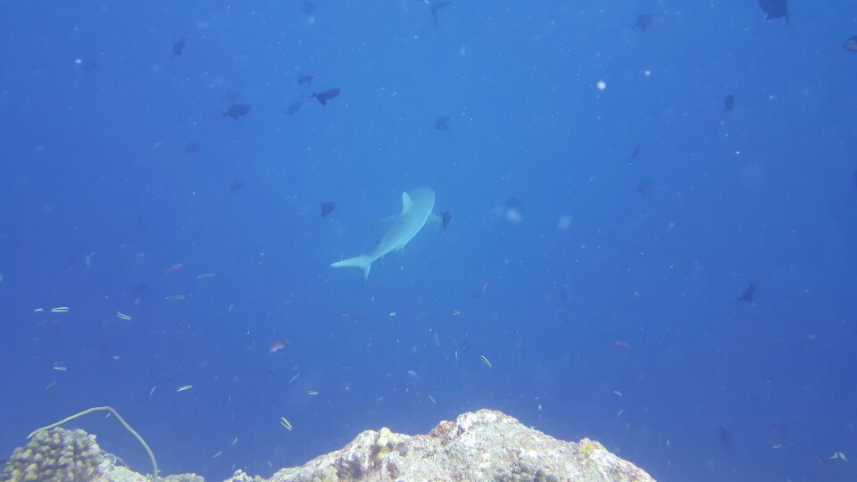 PALAU - blue corner