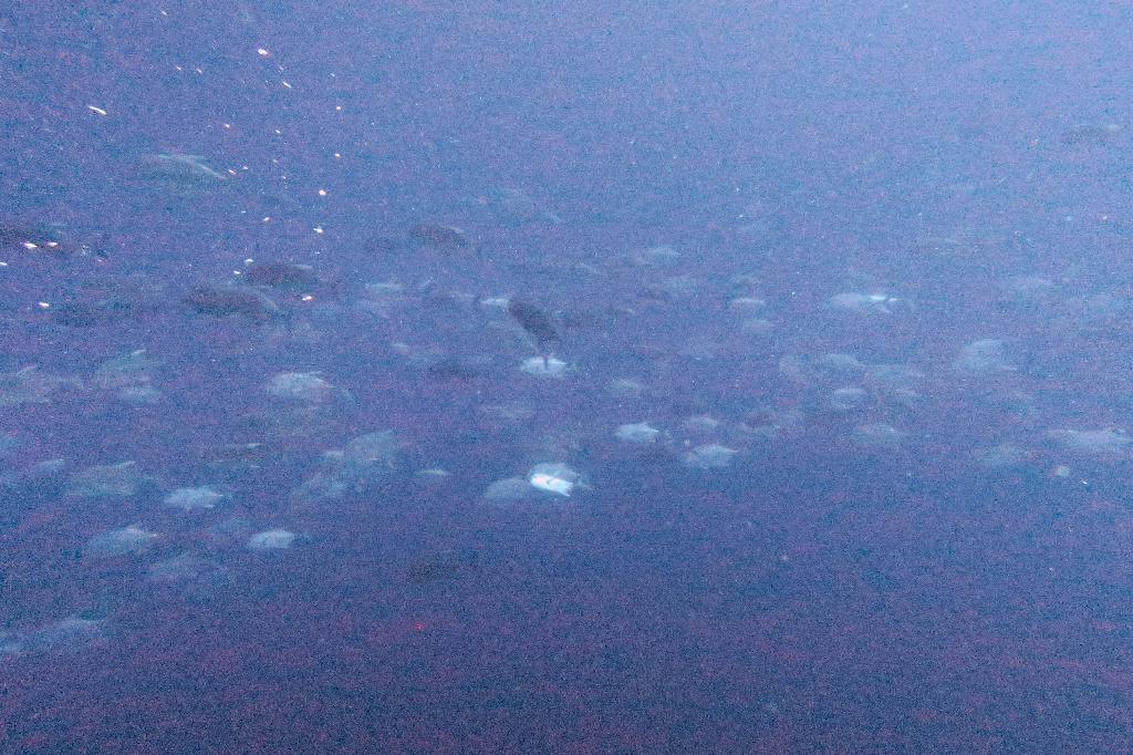 펀다이빙  - 팔라우(페릴리우) - peleliu express