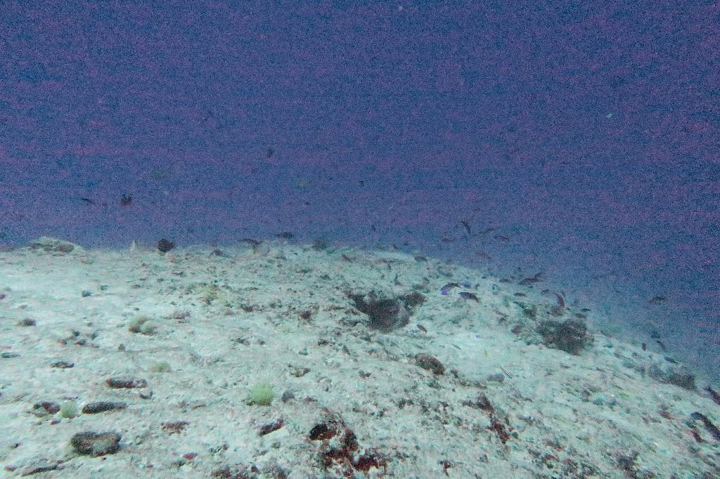 펀다이빙  - 팔라우(페릴리우) - peleliu express