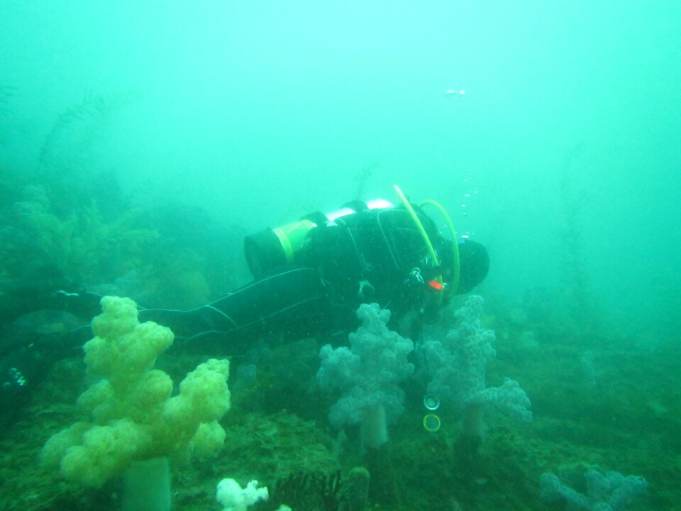 특공대 - 외돌개