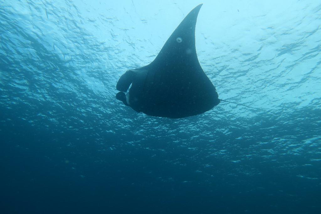 펀다이빙 - 팔라우 - german channel