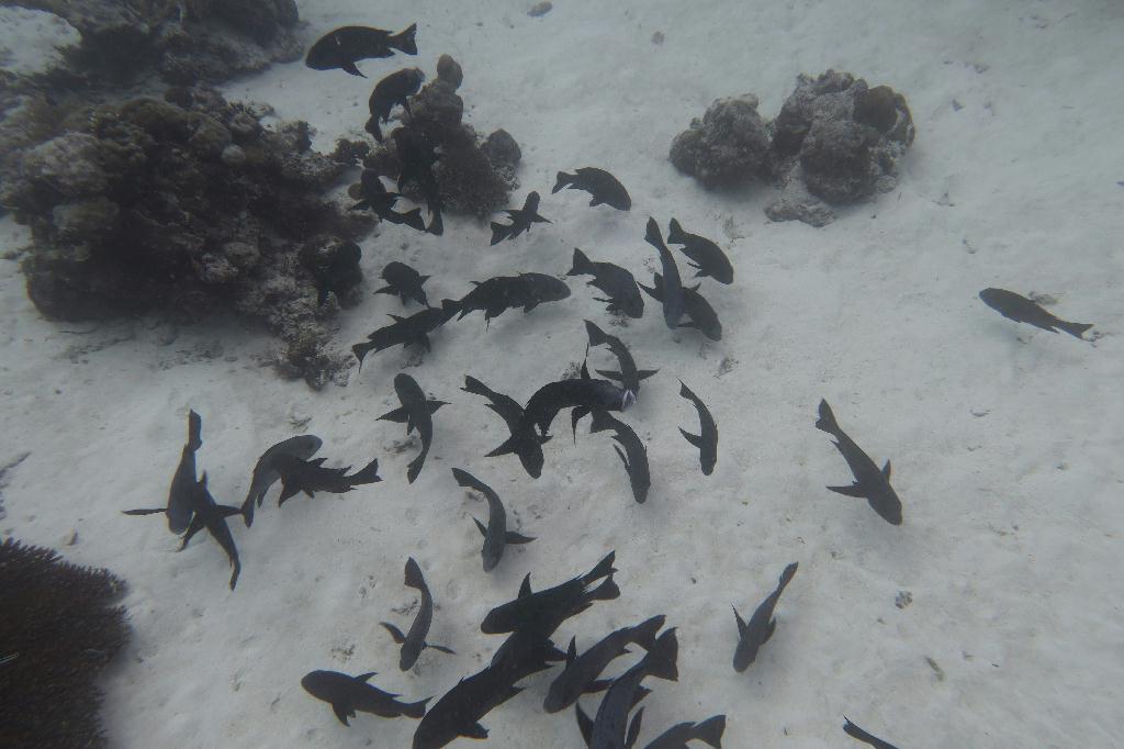 펀다이빙 - 팔라우 - german channel