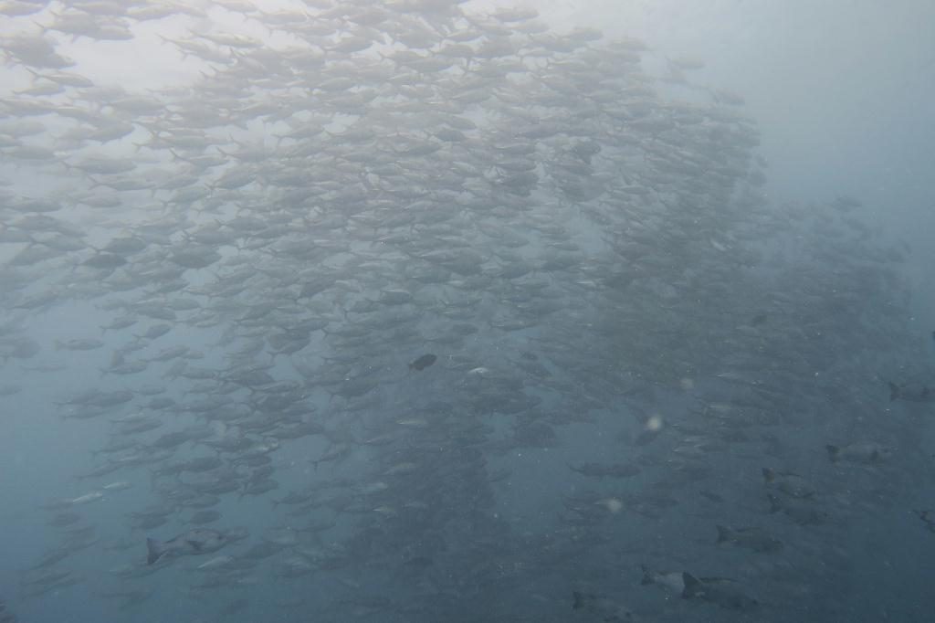 펀다이빙 - 팔라우 - german channel