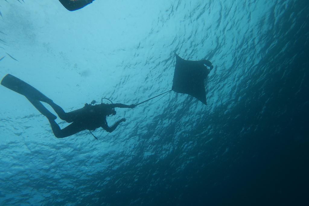 펀다이빙 - 팔라우 - german channel