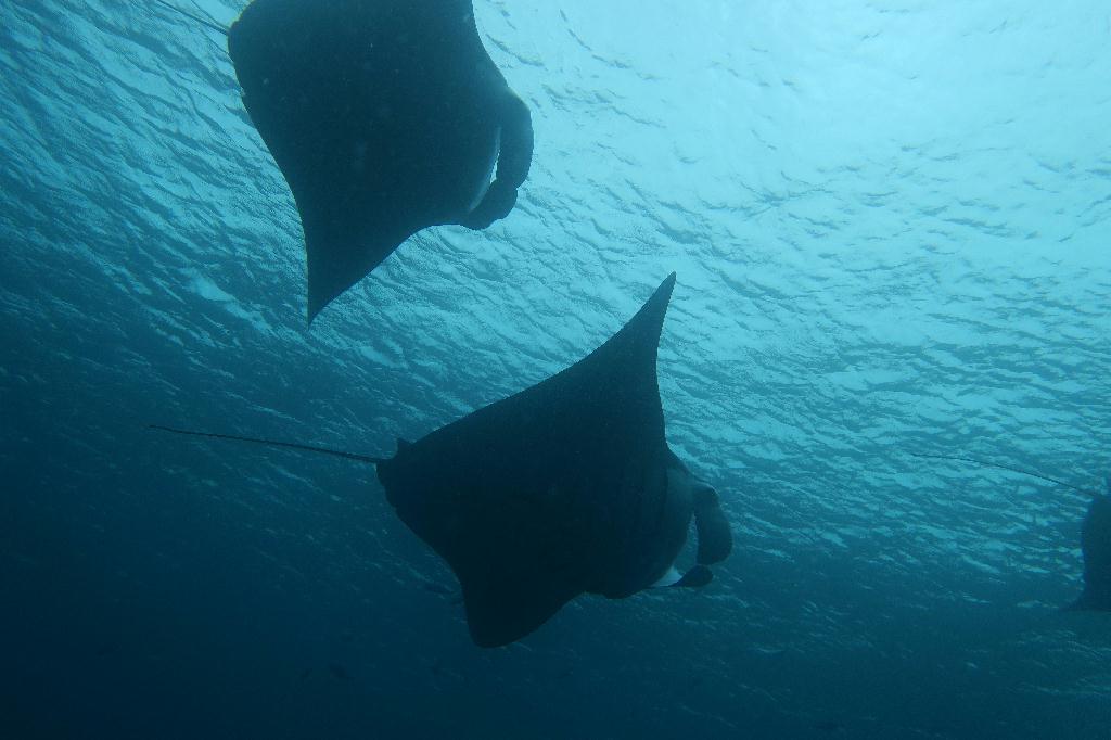 펀다이빙 - 팔라우 - german channel