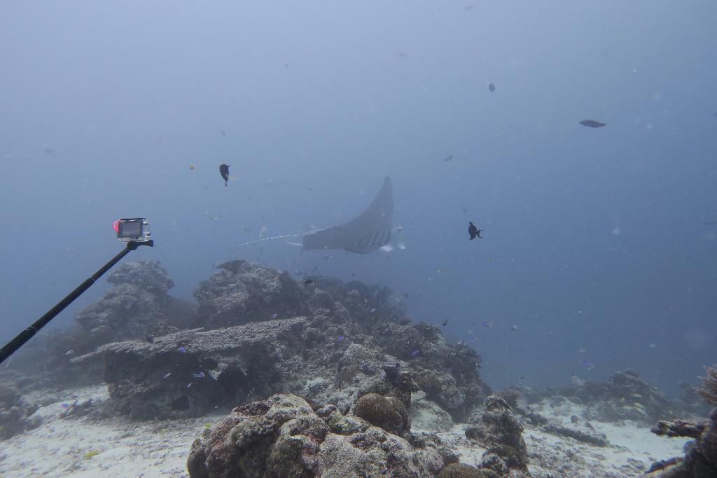 펀다이빙 - 팔라우 - german channel