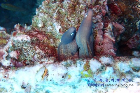 Similan M/V Camic - Boonsung Wreck