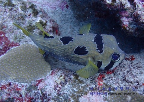 Similan M/V Camic - Turtle Rock Is.8