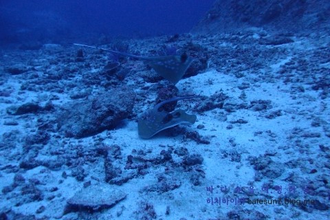 Similan M/V Camic - Elephant Head Rock Is.7