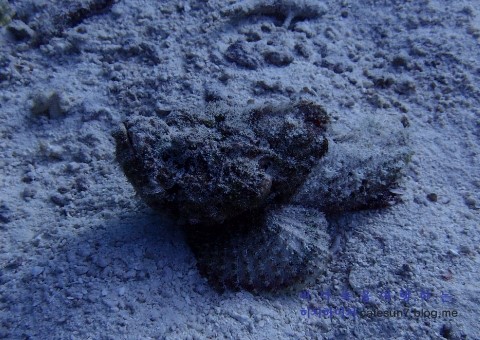 Similan M/V Camic - Honeymoon Bay Is.4