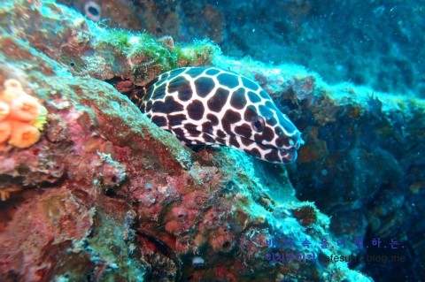 Similan M/V Camic - Boonsung Wreck