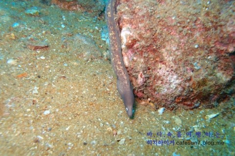 Similan M/V Camic - Boonsung Wreck