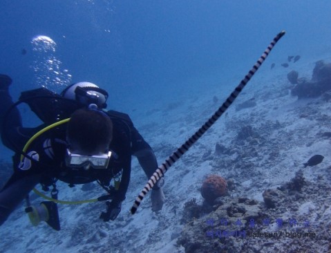 Similan M/V Camic - Honeymoon Bay Is.4