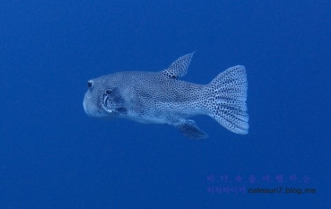 Similan M/V Camic - Koh Bon
